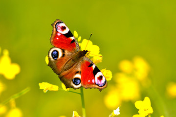 A butterfly (Latin Aglais io) sits on a yellow flower of a plant on a bright sunny day.