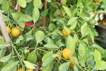 Orange tree in garden