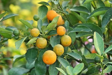 Orange tree in garden