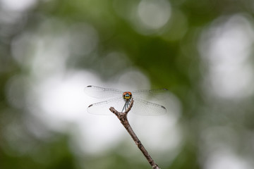 single isolated dragonfly on stick, bokeh background, macro closeup, copy space
