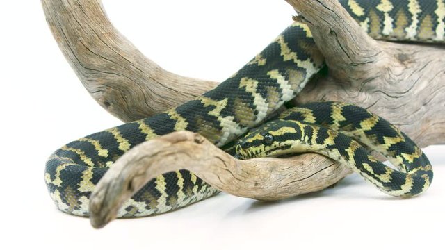 Medium shot of a ball python snake slithering around a branch on a white studio background