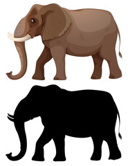 Fototapeta premium Set of elephant character