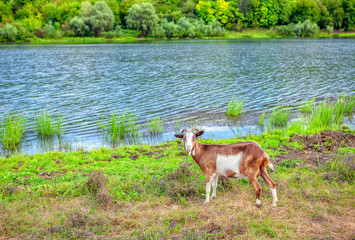 Naklejka na ściany i meble domestic goat grazing on the river shore 