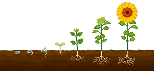 Plant growth progress diagramv