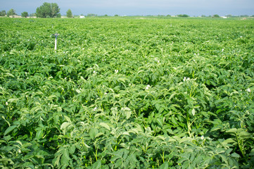 Fototapeta na wymiar Potato field in bloom irrigated by water sprinklers
