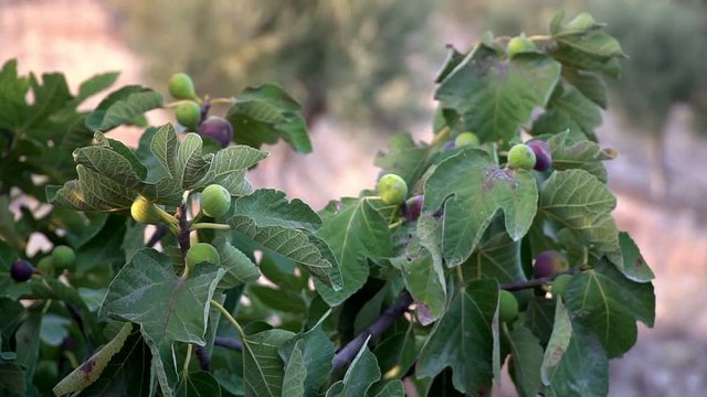 Fruits of ripe figs on the bush