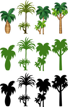 Set of palm tree design