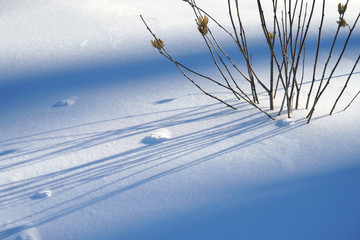 close up on plant and shadow on the snow