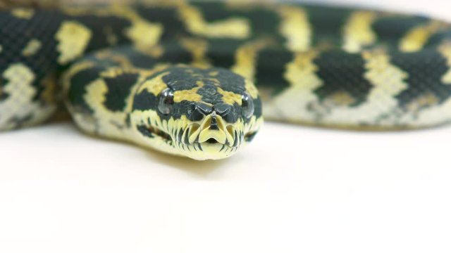 Macro close-up ball python snake looking at the camera on a white background