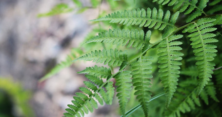 green foliage