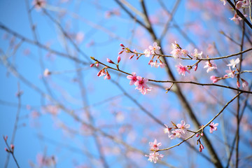 Cherry Blossom Sakura flowers with blue sky background at Phu Lom Lo, Loei province, Thailand.