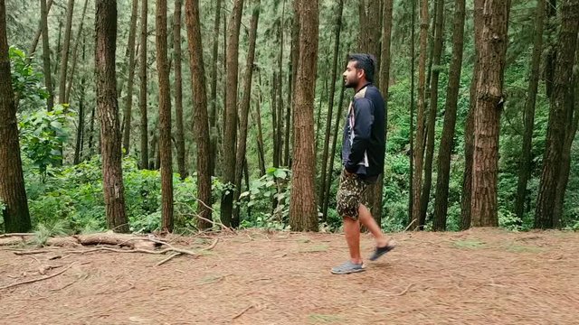 Follow shot of an Indian Male walking happily and singing song through the pine trees in Vagamon, Kerala, India