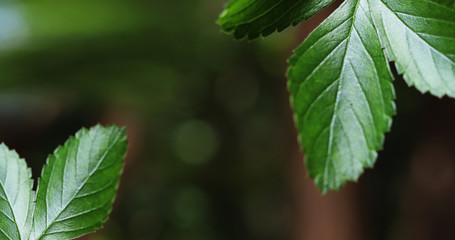 Green leaf background