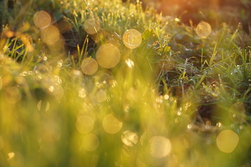 朝露と玉ボケと草