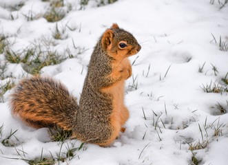 Cute Squirrel Up Close Staying Warm During the Winter in the Snow