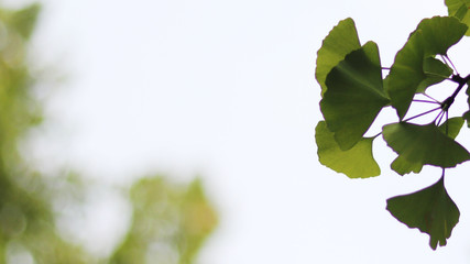 Ginkgo Tree and sky