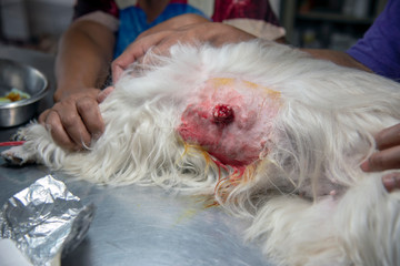 veterinarian sterilization operation on dog, surgeons vets. the operation of urgical tumor, Cancer...