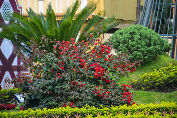 Hermosas flores rojas en un parque