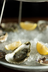 Dozen Oysters