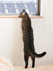 Naklejka premium ネコ