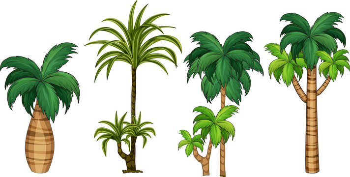Set of different palm tree