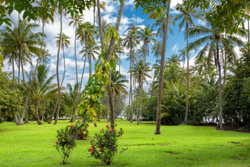 French Polynesian Tropical Garden