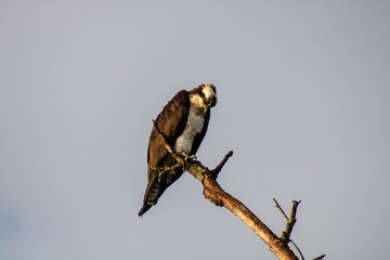 Osprey