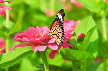 flower, nature, summer, flowers, meadow, field, spring, garden, plant, pink, green, grass, blossom, landscape, flora, beautiful, colorful, beauty, cosmos, bloom, wild, floral,