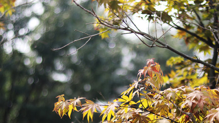 maple tree and sky