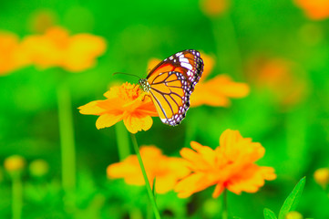 flower, nature, summer, flowers, meadow, field, spring, garden, plant, pink, green, grass, blossom, landscape, flora, beautiful, colorful, beauty, cosmos, bloom, wild, floral,