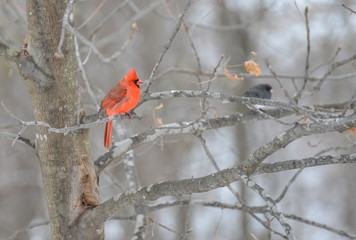 Red Cardinal in the woods in winter male/female perched and flying