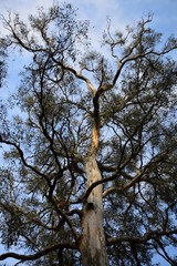 Fototapeta na wymiar Eucalyptus Tree