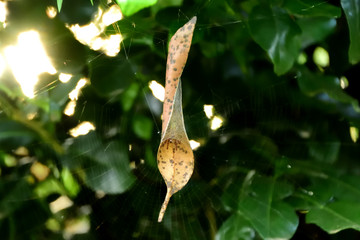 Spider Inside Leaf