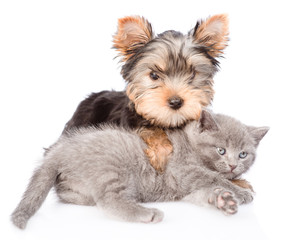 yorkshire terrier puppy hugs little kitten. isolated on white background