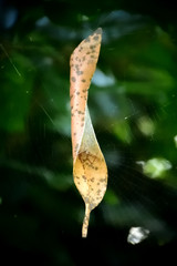 Spider Inside Leaf
