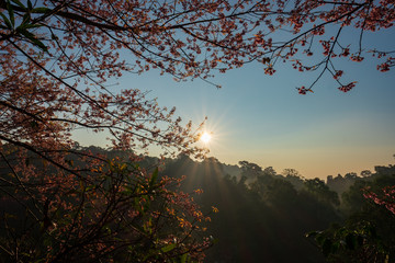 Fototapeta premium Morning view of pink tree with the sunshine.