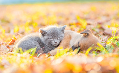 Tiny kitten and mongrel puppy sleep together on autumn leaves at sunset