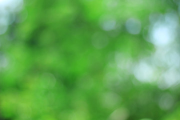 Plakat abstract nature green bokeh background.