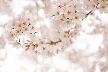 桜の花　
