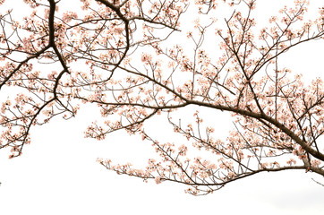 桜の花　白バック

