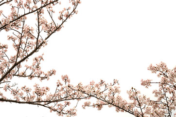 桜の花　白バック

