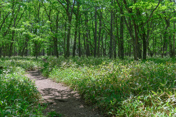 Obraz premium 奥日光のハイキングコース