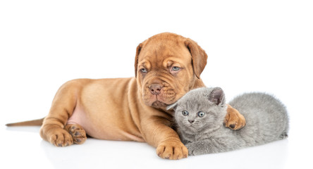 Cute mastiff puppy embracing kitten. isolated on white background