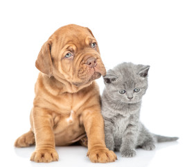 Mastino Neapolitano puppy sitting with tiny kitten in front view and looking at camera. isolated on white background