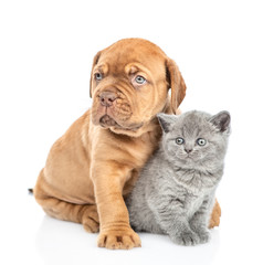 Naklejka premium Mastiff puppy hugging gray kitten. isolated on white background
