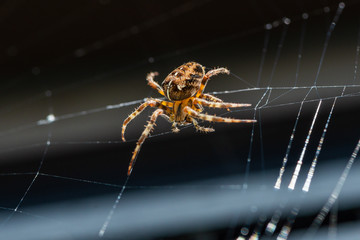 closeup of a cross spider during the repair of its network