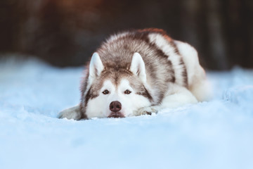Beautiful, sad and free Siberian Husky dog lying on the snow path in the mysterious winter forest at sunset.