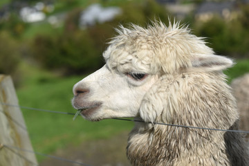 Alpaca in New Zealand