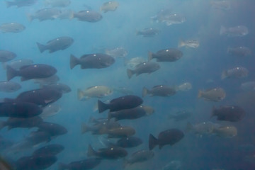 Assorted fish swim in the cold blue water of Avalon Harbor on Catalina Island - obrazy, fototapety, plakaty