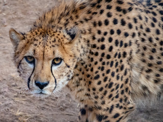 cheetah 2